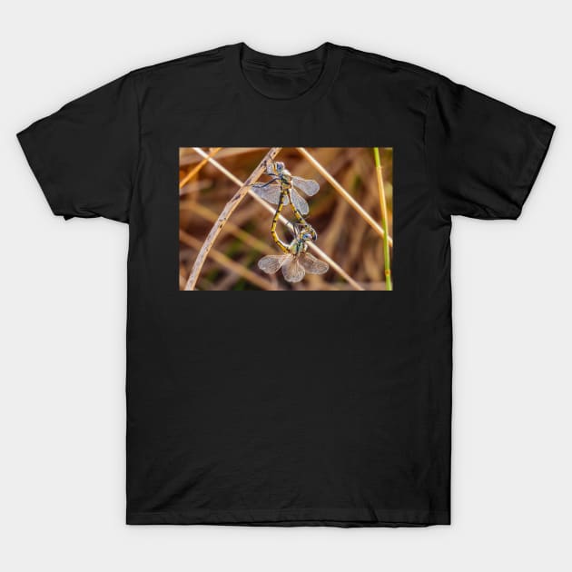 Two Dragonflies T-Shirt by kathiemt